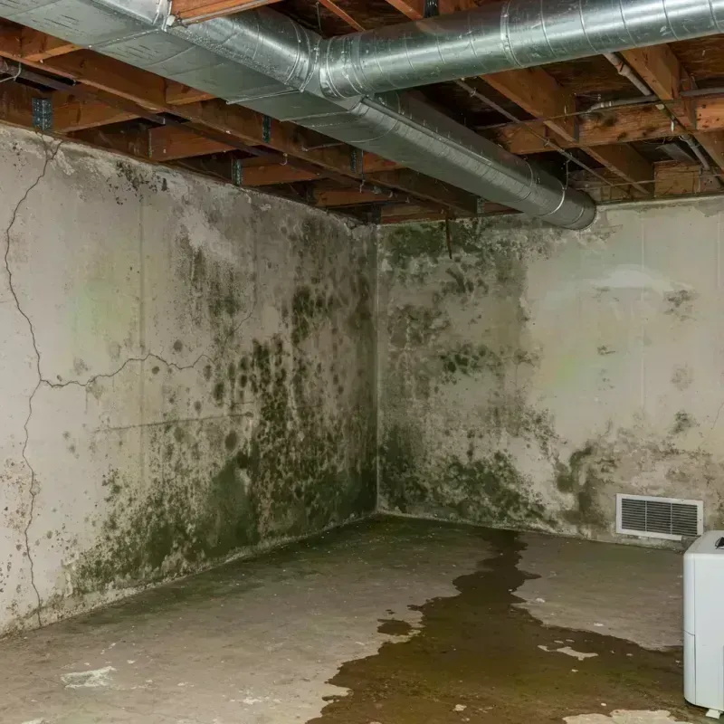 Professional Mold Removal in Bradford, ME